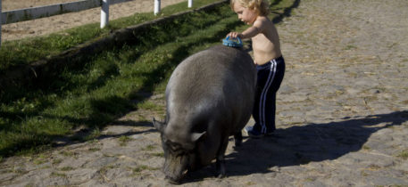 Altai-Adventure Falkenhain Kind mit Riesenschwein